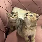 قطط