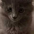 قط بريطاني