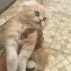 قطط كتن