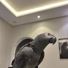 كاسكو متكلم على اليد