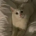 قط للتبني