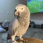 كاسكو سوبر سوبر جامبو ثلجي