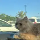 قط للتزاوج