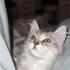 للتبني