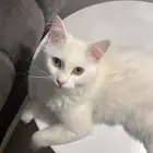 قط شيرازي