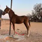 مهر شعبي