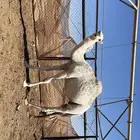 حاشي طيب