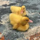 بطة