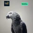 كاسكو اليف ومتكلم متوفر اقساط