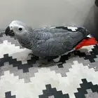 فرخ كاسكو بطل