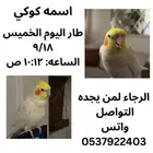 كروان لاتينو ضايع