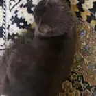 قطه أنثى شيرازي لتبني