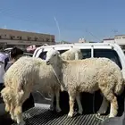 طليان للبيع جذعان