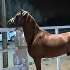 حصان