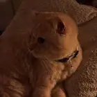 قط سكوتش قولد للبيع