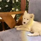كلب هاسكي عمره 5 اشهر