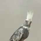 كروان هولندي تممم البيع .