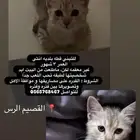 قطة للتبني