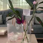 سمكه الفايتر