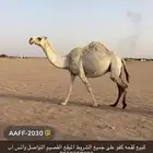 لقحه كفو للبيع
