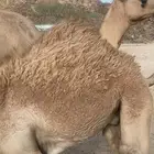 قعود