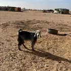 عنز
