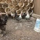 دجاج فيومي شبابي