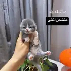 قطه منشكن