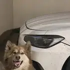 هاسكي بيور
