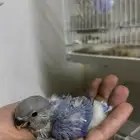 فرخ روز للبيع