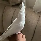 طيور