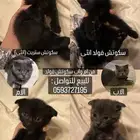 تبني وبيع قطط