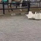 لقحه شقحاء كفو متلي