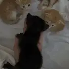 قطط ام وأطفاله 5