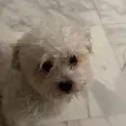 كلب مالتيز للبيع