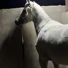 مهر مصري بيور للبيع