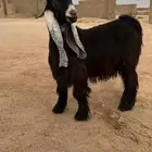 جذع عارضي خصم