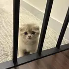 قطو