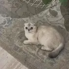 قطن سكوتش فولد للبيع