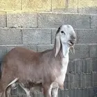 خروف صنف الصنف