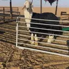 فحل نجدي صنف نادر