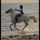 حصان اصفر