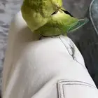 ببغاء دره انثى عمر سنه ونص