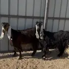 تم البيع