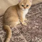 قط سكوتش ستريت