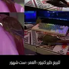 طير كنيور تربيه