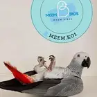 كاسكو اليف حمامه وهدد داخلي
