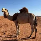 قعود اشقح ثني طيب ولد بعير بن حمرون