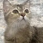 للبيع قط سكوتش نظيف جداآ