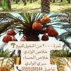 ثمرة النخل عدد 2000 ألفين نخله